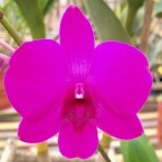 Dendrobium Grand Asia-Flowering Size